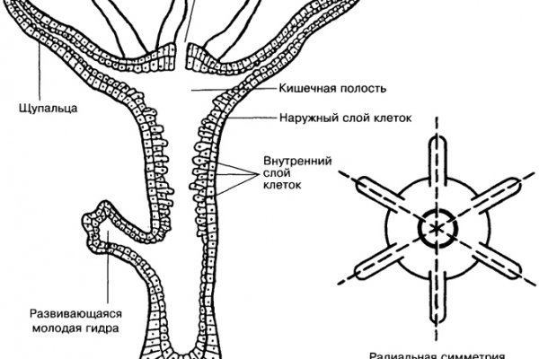 Даркнет ссылка