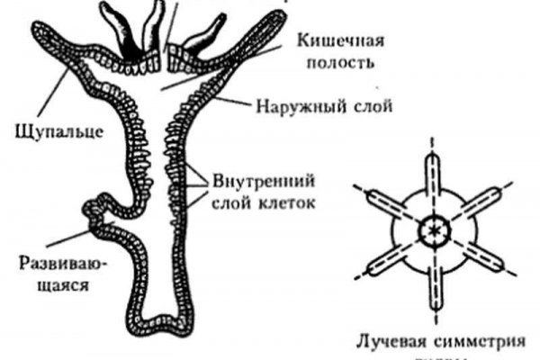 Kraken даркнет рынок ссылка